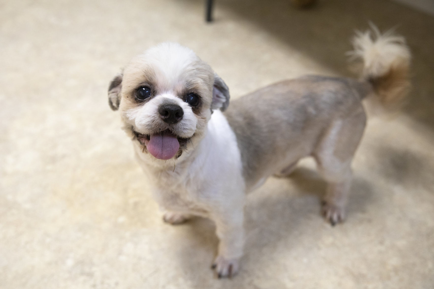 Cuero animal shelter searches for homes for 18 dogs